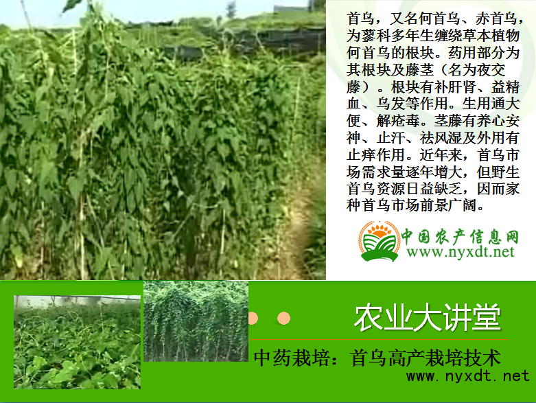 中药种植网官网，快速计划设计解答与ChromeOS的完美结合，社会责任方案执行_挑战款38.55