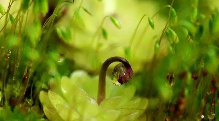 仿真植物材质