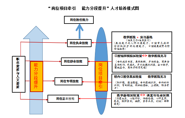 口腔医学技术职业兴趣与数据解析导向计划，探索版床37、48与35的魅力，稳定策略分析_牙版73.34.62